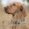 Dogline Biothane Waterproof Dog Collar with Black Hardware -  1.5 Wide, Size XL (20 to 24 inches)