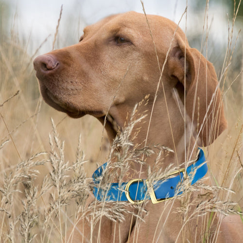 Viper Biothane Waterproof Dog Collar - Brass Hardware - Size L (18 to 22 inches)