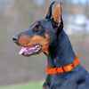 Dogline Biothane Waterproof Dog Collar with Black Hardware -  1.5 Wide, Size XXL (24 to 28 inches)