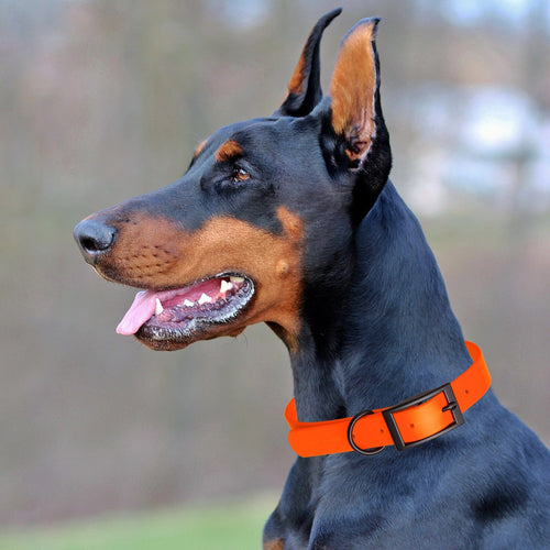 Dogline Biothane Waterproof Dog Collar with Black Hardware -  1.5 Wide, Size XXL (24 to 28 inches)