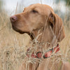 Dogline Biothane Waterproof Dog Collar with Black Hardware - Size L (18 to 22 inches)