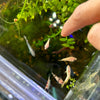 Baby Betta Mixed Random Pick