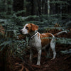 Biothane Translucent Reflective Dog Collar