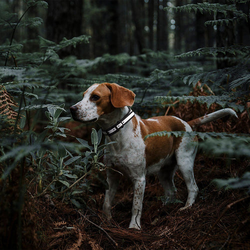 Biothane Translucent Reflective Dog Collar