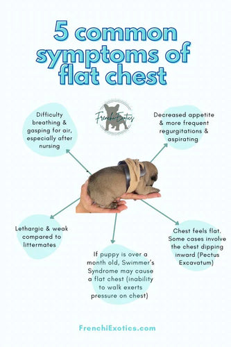 Puppy Flat Chest protector & treatment bundleAll Sizes