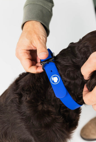 The Modern Dog Company - Royal Blue Collar (Weather + Odor Resistant)