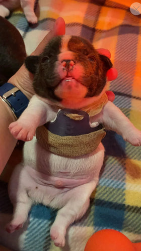 Puppy Flat Chest protector & treatment bundleAll Sizes