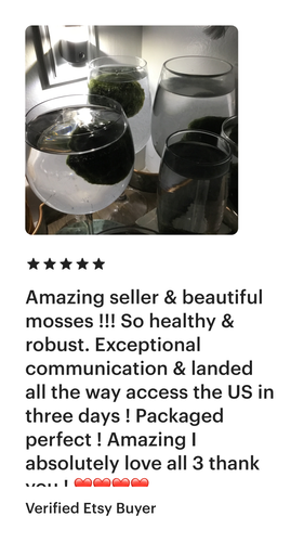 1PCS Marimo Moss Balls For Aquarium Multiple Size - Sample Minimum Kokedama Japanese Algae Ball Wholesale