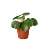 Pilea Peperomioides Chinese Money Plant | Easy Care Coin-Shaped Leaves | House Plant Shop