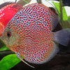 Red Leopard Discus