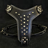 The Rocky studded leather harness Small to Medium Size