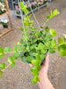 Hoya Cumingiana