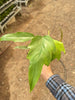 Philodendron Mayoi