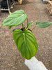 Philodendron 'Mcdowell'