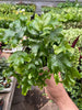 Fern 'Nicolas Diamond'