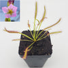 Drosera capensis pink flower [Fungus gnat catcher]