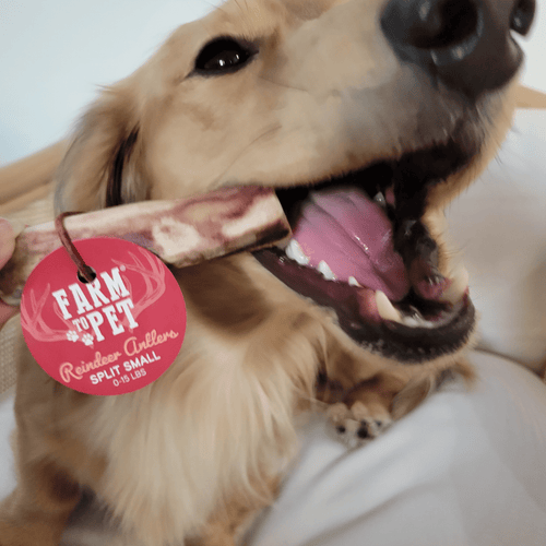 REINDEER ANTLERS FOR DOGS | ANTLER DOG CHEWS FOR AGGRESSIVE CHEWERS