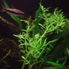 Lace Leaf Water Sprite (Indian Fern)