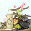Indoor Blooms Seed Collection