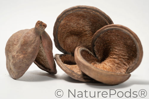 Hermit Crab Botanical Enrichment Pack