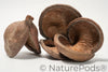 Jungle Pod /Split Nut Pod