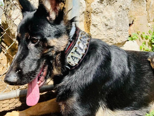The Kennel collar- personalized!