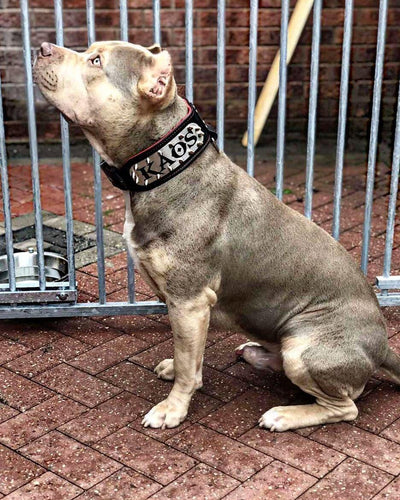 The Kennel collar- personalized!