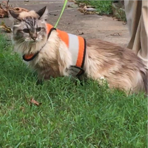 Kitty Holster Reflective Safety Harness (Made in USA)