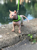 Kitty Holster Reflective Safety Harness (Made in USA)