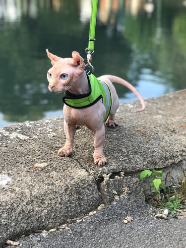 Kitty Holster Reflective Safety Harness (Made in USA)