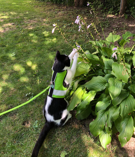 Kitty Holster Reflective Safety Harness (Made in USA)