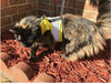 Kitty Holster Reflective Safety Harness (Made in USA)