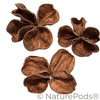 Land Lotus Pod