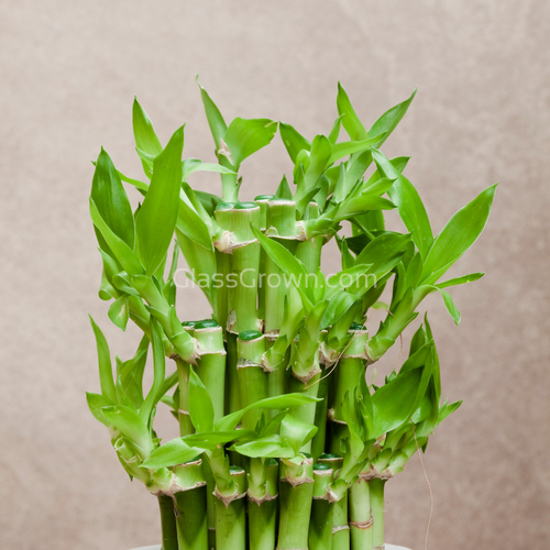 Lucky Bamboo Plant