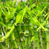 Lucky Bamboo Plant