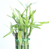 Lucky Bamboo Plant