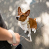 Leash 4ft - Vegan Leather