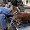 Leash 4ft - Vegan Leather