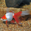 Red & White Ryukin Goldfish 3