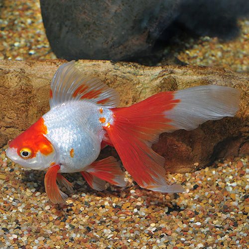Red & White Ryukin Goldfish 3