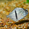 Black Bar Silver Dollar (Myleus schomburgkii) 3