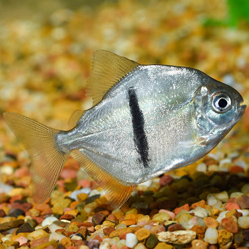 Black Bar Silver Dollar (Myleus schomburgkii) 3