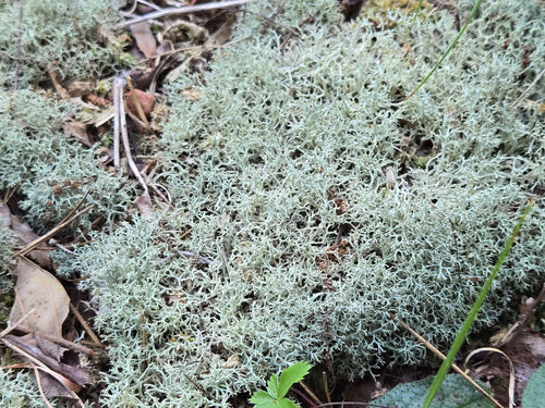 Lichen Covered Moss