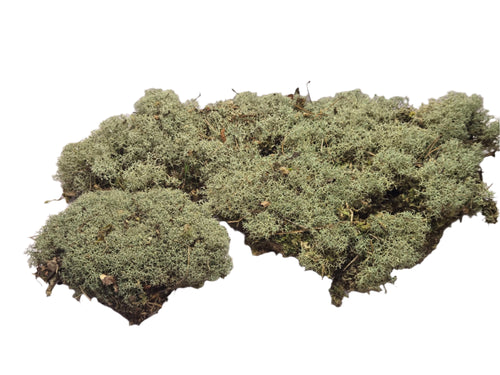 Lichen Covered Moss