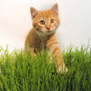 Non-GMO Wheat Seed for Wheatgrass and Cat Grass - Glyphosate Free