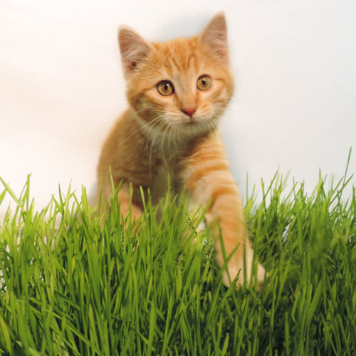 Non-GMO Wheat Seed for Wheatgrass and Cat Grass - Glyphosate Free