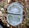 Lithops Mix (Living Stone) Seeds