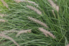 Native Grass Seed Blend - Big Bluestem, Little Bluestem, Indiangrass, RC Big Rock Switchgrass