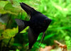 Black Angelfish (Pterophyllum scalare Black) MEDIUM