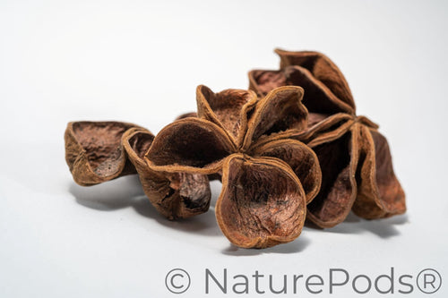 Land Lotus Pod